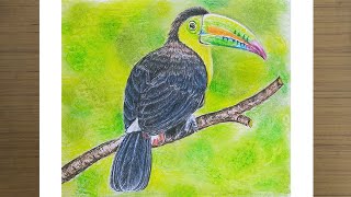 How To Draw Toucan\\Step By Step Realistic Bird Drawing With Pastel Colour