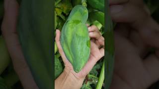 Harvesting Best papaya at home #papaya #shorts