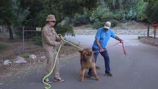 Tibetan Mastiff Training #4 PLUS Recap Of All The Training.