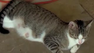 Cat acting funny with dead acting Squirrel