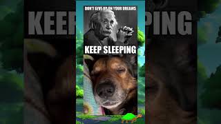 My favourite meme and dog! ADORABLE! #ASMR #dogsleeping #funny #shorts