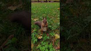 БЕЛКА ЕСТ ОРЕШКИ Squirrel Eating