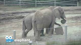 Zoo Cam - Elephant Cam Episode 3