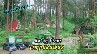 Sejuknya Hutan Pinus Limpakuwus