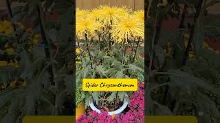 Spider Chrysanthemum