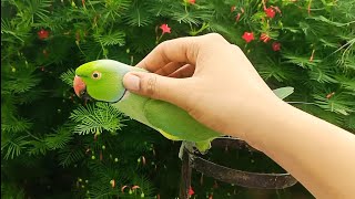 Parrot saying Mian Mithu churi khasein  / Indian Ringneck Parrot Natural voice