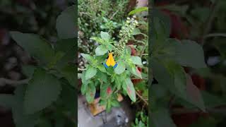 Tulsi plant/#thegrounddiaries #tulsimatabhajan #ytshorts #viralshort