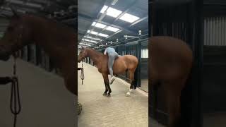 Horse 😅 #shorts #viral video