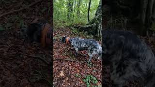 Setter inglese in ferma su beccaccia - Dea Artemis #caccia #beccaccia #englishsetter