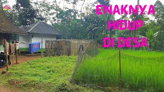 Enaknya Suasana di Desa yang Sejuk dan Tenang | 4K