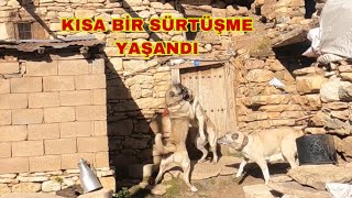 AZAP KÖYE GELEN YENİ KÖPEĞE KENDİNİ TANITTI~DUMAN DALINCA AZAPTA DALDI