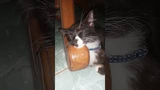 Tidur Nyenyak Kucing Hitam