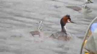 GREBE HUPPEE AVEC SES PETITS (GAND BELGIQUE)