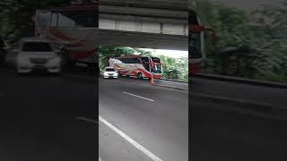 Ngacirrr 🚃 || Madu Kismo Bus.... mencari lebahnya