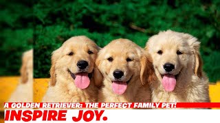 A Golden Retriever: The Perfect Family Pet!