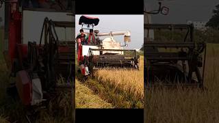 Big rich cutter machine.#ricecuttingmachine #agriculture #viralshort #viralvideo #trendingshorts