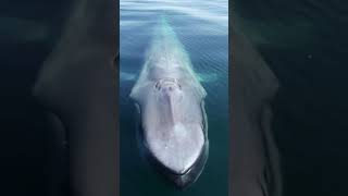 🐋 Reminiscent of a submarine in this video, the colossal blue whale can grow to more than 100 feet