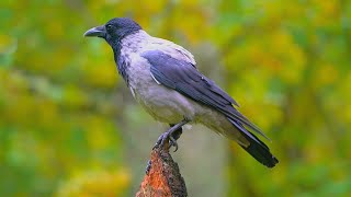 Hooded Crow Perching on My Very Favorite Tree Stump [4K]