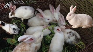 feeding rabbits. rabbit eating water convolvulus. this vegetable is the best for rabbits.