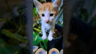 Anak kucing meong meong???. #cat#catlover #meong #catvideos #kucinglucu #kucingimut  #kucing