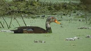 White Winged Duck