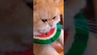 Cute Cat pt 1 #shorts #yotubeshorts