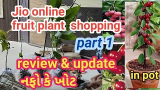 Monsoon season fruit plant online shopping and honestly review and update  Litchi 🍒 part 1