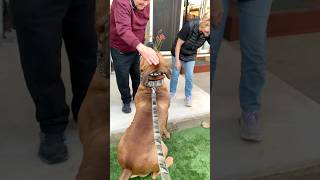 Boerboel’s visit Nana & Grandpa #shortvideo #boerboel #shortsviral