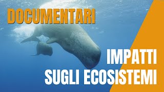 PLASTIC BUSTERS MPAs- DOCUMENTARIO versione breve