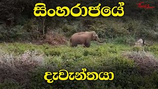 සින්හරාජයේ තනි අලියා | Lonely Elephant @ Sinharaja Rain Forest, Sri Lanka