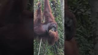 Orangutan - BAKO NATIONAL PARK