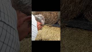 Opening 600 TONNE silage pit #shorts #farming #viral #silage #agri #fyp #trending