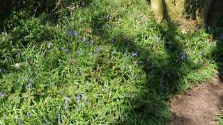 Bluebell wood Cowlands, near Truro 16.04.2022