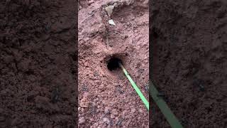 Battle war between black ants with bug #shorts