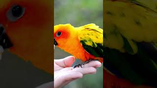 parrot parrot