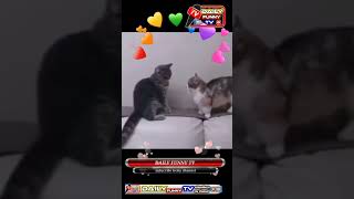 cats of tiktok/cute cats baby/tiktok cat short video