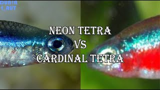 Perbedaan Ikan Neon Tetra Dan Ikan Cardinal Tetra