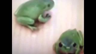 Animal Vines 37 | Frog attack her friends