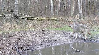 Wataha wilków (tuż po uczcie na jeleniu) | A pack of wolves | группа волков