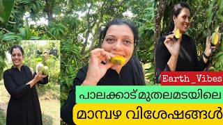 ഇതൊക്കെ കണ്ട്  ആക്ക്രാന്തം  മൂത്തു ഭ്രാന്തായി  Muthalamada Mango Farm | Jilu Sithara | Earth Vibes