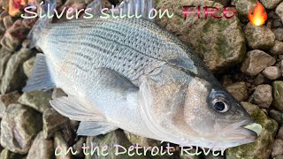 Sliver/White bass are still on FIRE on the Detroit River