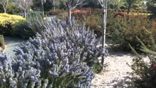 Rosemarinus Officinalis 'Tuscan Blue'