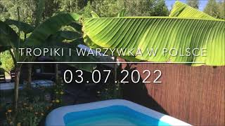 194.🌴🍌Tropiki i warzywka na początek lipca🍌🌴03.07.2022🍌🌴