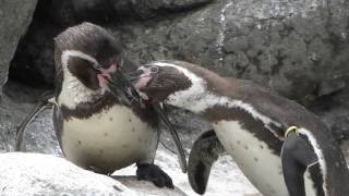 Humboldt Penguin