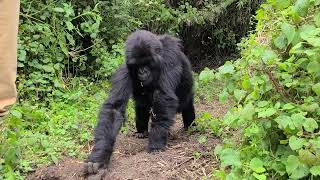 2022 Our day with the Mountain Gorillas in Rwanda