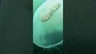 Mesmerizing Jellyfish #shorts