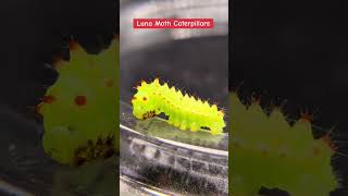 Glow Up at the end!!!#caterpillars #lunamoth #moths #insects