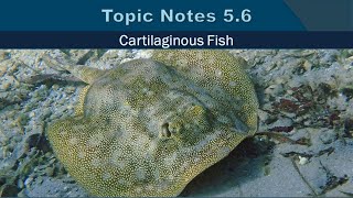 Topic Notes 5.6: Cartilaginous Fish