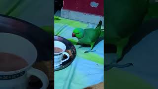 Parrot eating tea and biscuit #talkingparrot #parrotspeak #short