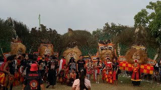 Keluarnya Dadak Merak Terbesar Milik Buk Nar Batu Retno